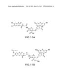 METHODS AND COMPOSITIONS FOR DETECTING PROMOTER ACTIVITY AND EXPRESSING     FUSION PROTEINS diagram and image