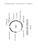 METHODS AND COMPOSITIONS FOR DETECTING PROMOTER ACTIVITY AND EXPRESSING     FUSION PROTEINS diagram and image