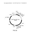 METHODS AND COMPOSITIONS FOR DETECTING PROMOTER ACTIVITY AND EXPRESSING     FUSION PROTEINS diagram and image