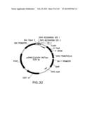 METHODS AND COMPOSITIONS FOR DETECTING PROMOTER ACTIVITY AND EXPRESSING     FUSION PROTEINS diagram and image