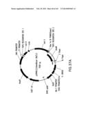 METHODS AND COMPOSITIONS FOR DETECTING PROMOTER ACTIVITY AND EXPRESSING     FUSION PROTEINS diagram and image