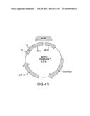 METHODS AND COMPOSITIONS FOR DETECTING PROMOTER ACTIVITY AND EXPRESSING     FUSION PROTEINS diagram and image