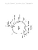 METHODS AND COMPOSITIONS FOR DETECTING PROMOTER ACTIVITY AND EXPRESSING     FUSION PROTEINS diagram and image