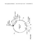 METHODS AND COMPOSITIONS FOR DETECTING PROMOTER ACTIVITY AND EXPRESSING     FUSION PROTEINS diagram and image