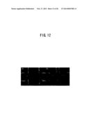 METHOD FOR FABRICATING NANOGAP ELECTRODES, NANOGAP ELECTRODES ARRAY, AND     NANODEVICE WITH THE SAME diagram and image