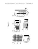 LARGE ONCOSOMES IN HUMAN TUMORS AND IN CIRCULATION IN PATIENTS WITH CANCER diagram and image