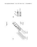 LARGE ONCOSOMES IN HUMAN TUMORS AND IN CIRCULATION IN PATIENTS WITH CANCER diagram and image