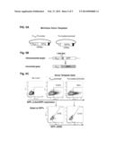 Supercoiled MiniVectors as a Tool for DNA Repair, Alteration and     Replacement diagram and image