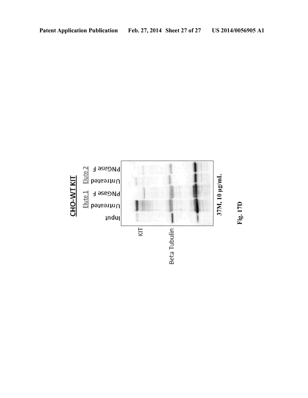 ANTI-KIT ANTIBODIES AND USES THEREOF - diagram, schematic, and image 28