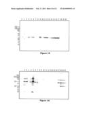 FUSION PROTEINS AND COMBINATION VACCINES COMPRISING HAEMOPHILUS INFLUENZAE     PROTEIN E AND PILIN A diagram and image