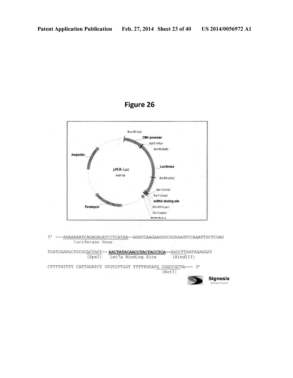 ANTI-DCLK1 MONOCLONAL ANTIBODIES AND METHODS OF PRODUCTION AND USE THEREOF - diagram, schematic, and image 24