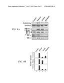 JAK/STAT INHIBITORS AND MAPK/ERK INHIBITORS FOR RSV INFECTION diagram and image