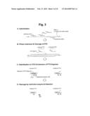 DETECTION OF TARGET NUCLEIC ACID SEQUENCE BY PTO CLEAVAGE AND     EXTENSION-DEPENDENT CLEAVAGE diagram and image