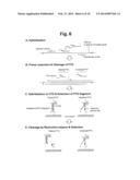 DETECTION OF TARGET NUCLEIC ACID SEQUENCE BY PTO CLEAVAGE AND     EXTENSION-DEPENDENT CLEAVAGE diagram and image