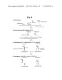 DETECTION OF TARGET NUCLEIC ACID SEQUENCE BY PTO CLEAVAGE AND     EXTENSION-DEPENDENT CLEAVAGE diagram and image