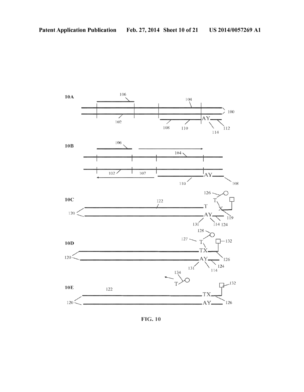 Materials and Methods for Detection of Nucleic Acids - diagram, schematic, and image 11