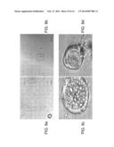 METHODS AND COMPOSITIONS FOR HIGHLY SPECIFIC CAPTURE AND RELEASE OF     BIOLOGICAL MATERIALS diagram and image