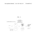 METHOD OF AMPLIFYING DNA FROM RNA IN A SAMPLE diagram and image