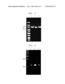METHOD OF AMPLIFYING DNA FROM RNA IN A SAMPLE diagram and image