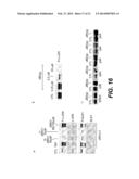 Cell-Permeable Peptide Inhibitors of the JNK Signal Transduction Pathway diagram and image