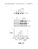 Cell-Permeable Peptide Inhibitors of the JNK Signal Transduction Pathway diagram and image