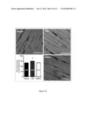 CARDIOPROTECTIVE EFFECTS OF GHRH AGONISTS diagram and image