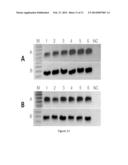 CARDIOPROTECTIVE EFFECTS OF GHRH AGONISTS diagram and image