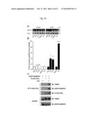 LPA2 Receptor-Specific Benzoic Acid Derivatives diagram and image