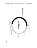 NOVEL REPRESSOR ON IFN-LAMBDA PROMOTER AND SIRNA AGAINST ZEB1 AND BLIMP-1     TO INCREASE IFN-LAMBDA GENE ACTIVITY diagram and image