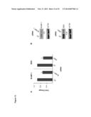 NOVEL REPRESSOR ON IFN-LAMBDA PROMOTER AND SIRNA AGAINST ZEB1 AND BLIMP-1     TO INCREASE IFN-LAMBDA GENE ACTIVITY diagram and image