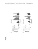 NOVEL REPRESSOR ON IFN-LAMBDA PROMOTER AND SIRNA AGAINST ZEB1 AND BLIMP-1     TO INCREASE IFN-LAMBDA GENE ACTIVITY diagram and image