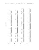 Oncovector Nucleic Acid Molecules and Methods of Use diagram and image