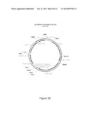 Oncovector Nucleic Acid Molecules and Methods of Use diagram and image