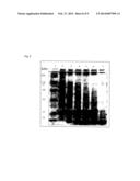 PROTECTIVE, HYDROCOLLOID FOR ACTIVE INGREDIENTS diagram and image