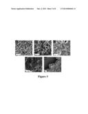 HIGH OPTICAL QUALITY POLYCRYSTALLINE INDIUM PHOSPHIDE GROWN ON METAL     SUBSTRATES BY MOCVD diagram and image