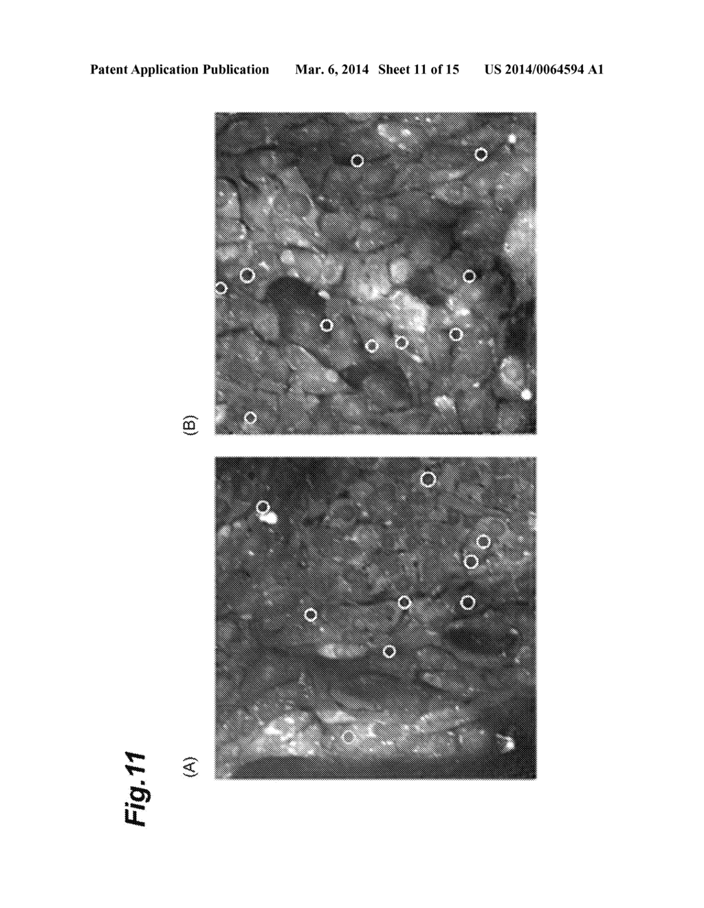 CELL ANALYSIS METHOD, CELL ANALYSIS DEVICE, AND CELL ANALYSIS PROGRAM - diagram, schematic, and image 12