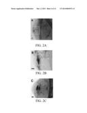 METHOD OF TRACKING GROWTH AND METASTASIS OF SPECIFIC CELLS IN VIVO diagram and image