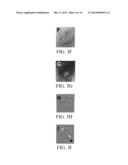 METHOD OF TRACKING GROWTH AND METASTASIS OF SPECIFIC CELLS IN VIVO diagram and image