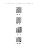 METHOD OF TRACKING GROWTH AND METASTASIS OF SPECIFIC CELLS IN VIVO diagram and image