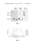 HUMAN BINDING MOLECULES CAPABLE OF NEUTRALIZING INFLUENZA VIRUS H5N1 AND     USES THEREOF diagram and image