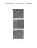 NITRIC OXIDE-RELEASING NANORODS AND THEIR METHODS OF USE diagram and image