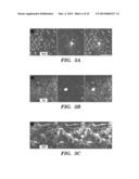 NEURAL STEM CELLS DERIVED FROM INDUCED PLURIPOTENT STEM CELLS diagram and image