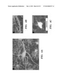 NEURAL STEM CELLS DERIVED FROM INDUCED PLURIPOTENT STEM CELLS diagram and image