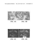 NEURAL STEM CELLS DERIVED FROM INDUCED PLURIPOTENT STEM CELLS diagram and image