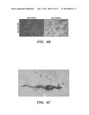 NEURAL STEM CELLS DERIVED FROM INDUCED PLURIPOTENT STEM CELLS diagram and image