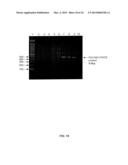 NOVEL LIPID FORMULATIONS FOR NUCLEIC ACID DELIVERY diagram and image