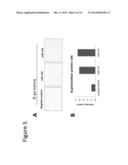 INHIBITORS OF MICRO-RNAS FOR USE FOR PREVENTING AND/OR ATTENUATING SKIN     AGEING diagram and image