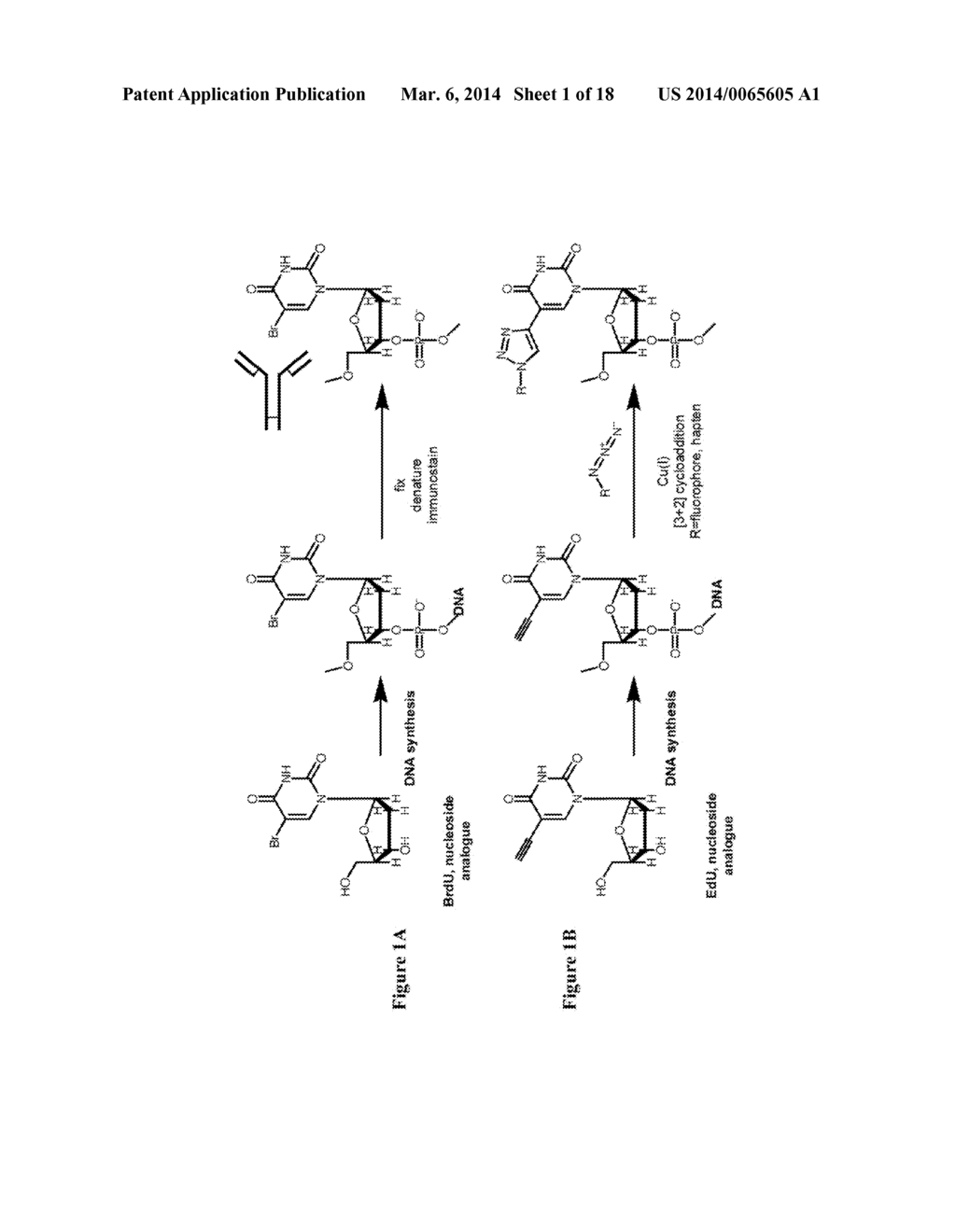 METHODS AND COMPOSITIONS FOR LABELING NUCLEIC ACIDS - diagram, schematic, and image 02