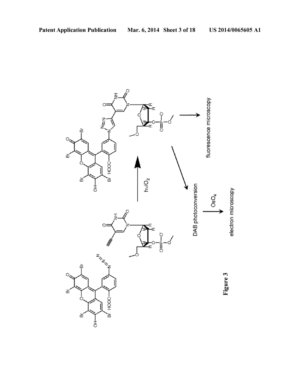 METHODS AND COMPOSITIONS FOR LABELING NUCLEIC ACIDS - diagram, schematic, and image 04