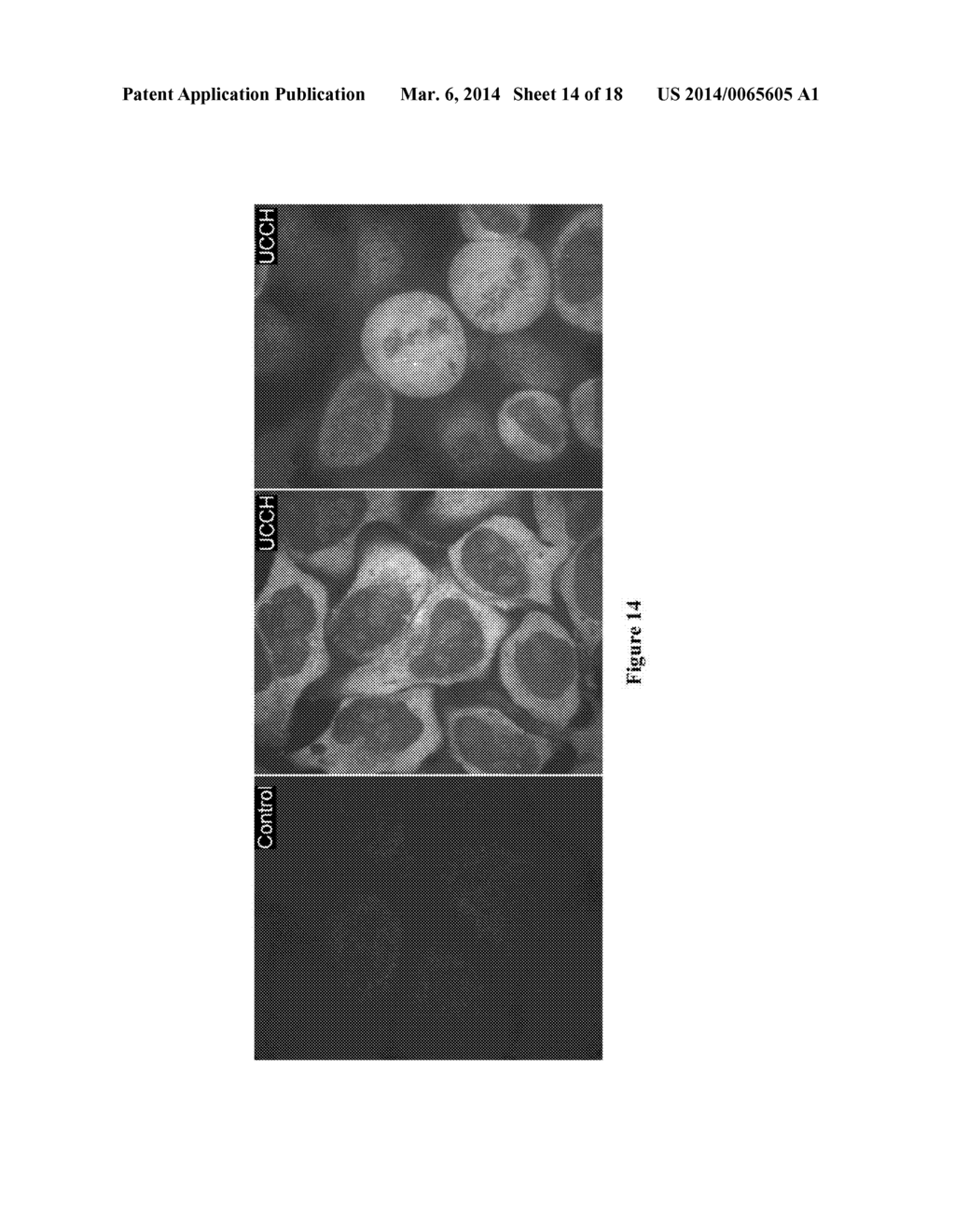 METHODS AND COMPOSITIONS FOR LABELING NUCLEIC ACIDS - diagram, schematic, and image 15